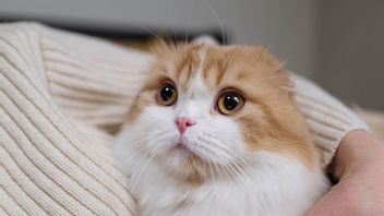 Apakah Kucing Punya Rasa Cemburu? Ikatan Emosional adalah Kunci