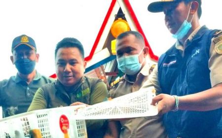 Disita dari Pelabuhan Sampit, 604 Ekor Burung Colibri Ninja Dibebaskan di Hutan Kecamatan Seranau