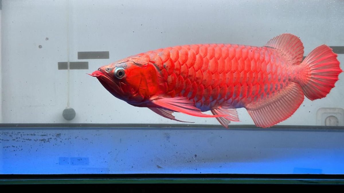 Peluang Bisnis Ekspor Ikan Hias: Indonesia Masuk Peringkat Ke-2 di Dunia!