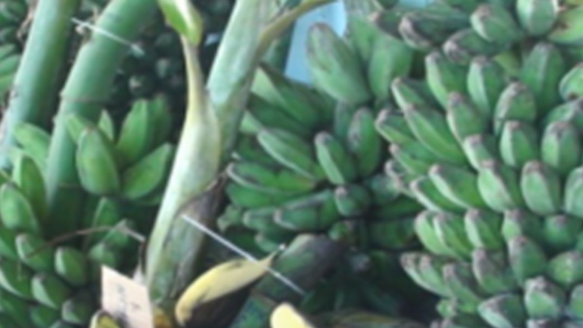 East Kalimantan Exports Depok Banana Worth IDR 5.57 Billion