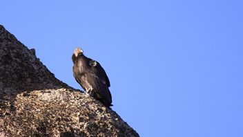 En Voie De Disparition, Les Condors Peuvent Se Reproduire Sans S’accoupler