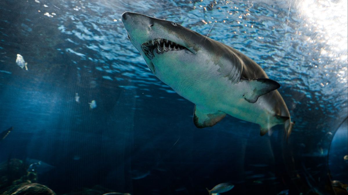 السباح قتل من قبل هجوم القرش، أغلقت العديد من الشواطئ بما في ذلك بوندي وبرونتي في سيدني أستراليا