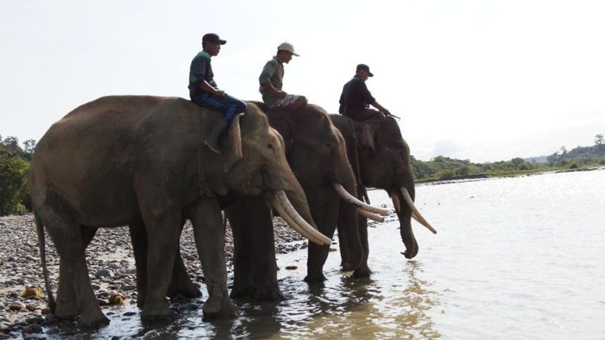 Bengkulu Police Investigating The Sale And Purchase Of Elephant Habitat Forest Area