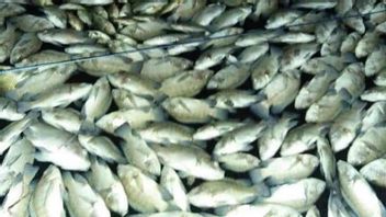 上升流现象，达马库宁岸水库数十吨鱼死亡
