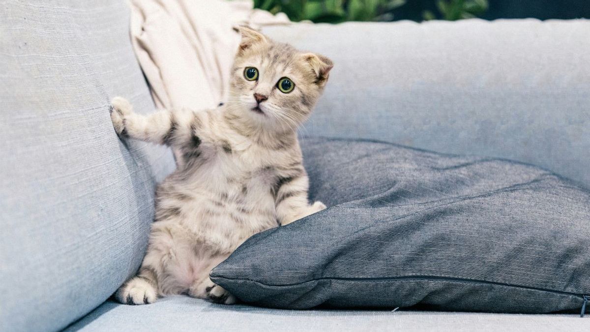 5 Signs Cats Are Depression, Recognize Symptoms Before Unwanted Things Happen