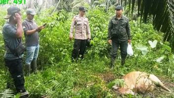 an tigre de Sumatra en échange de vaccins dans l'est d'Aceh