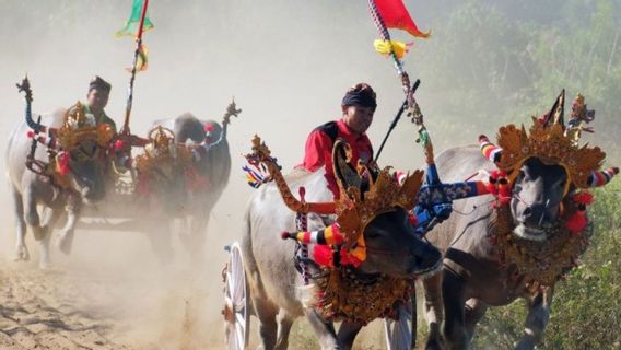 州检察官拘留杰姆布拉纳巴厘岛旅游负责人涉嫌腐败布法罗赛车头饰