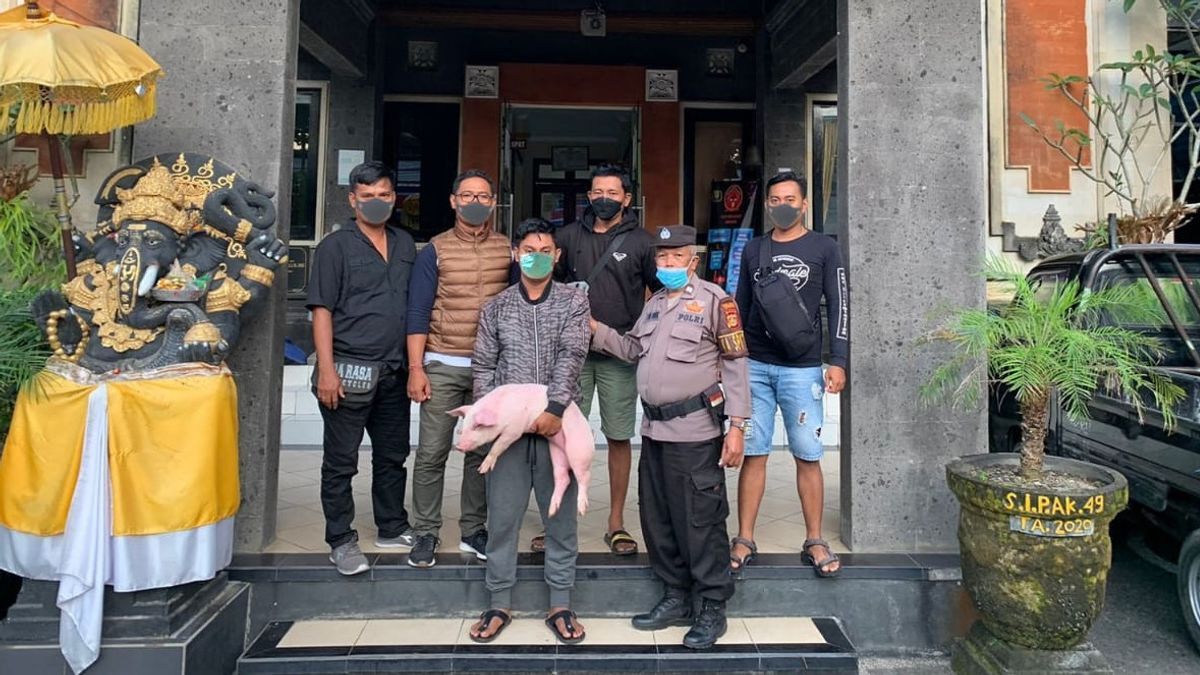 Berita Bali Terkini: Polisi Ringkus Mahasiswa yang Curi 9 Anak Babi di Gianyar 
