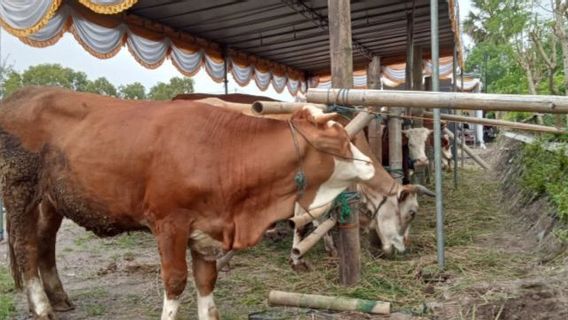 Sapi Bantul Masuk Kriteria Hewan Kurban yang Dicari Presiden