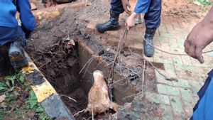 Sacrificial Cows Fall Into Infiltration Wells In Kemayoran, Evacuated Using Heavy Equipment