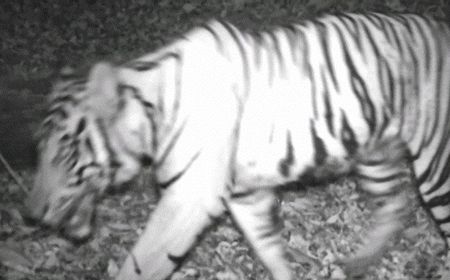 Harimau Mangsa Ternak Warga di Bengkulu, BKSDA Pasang 3 Kamera Pemantau