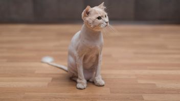 Oh Your Cat's So Skinny! Let's Identify Types of Worms in Cats So Can Be Treated Immediately
