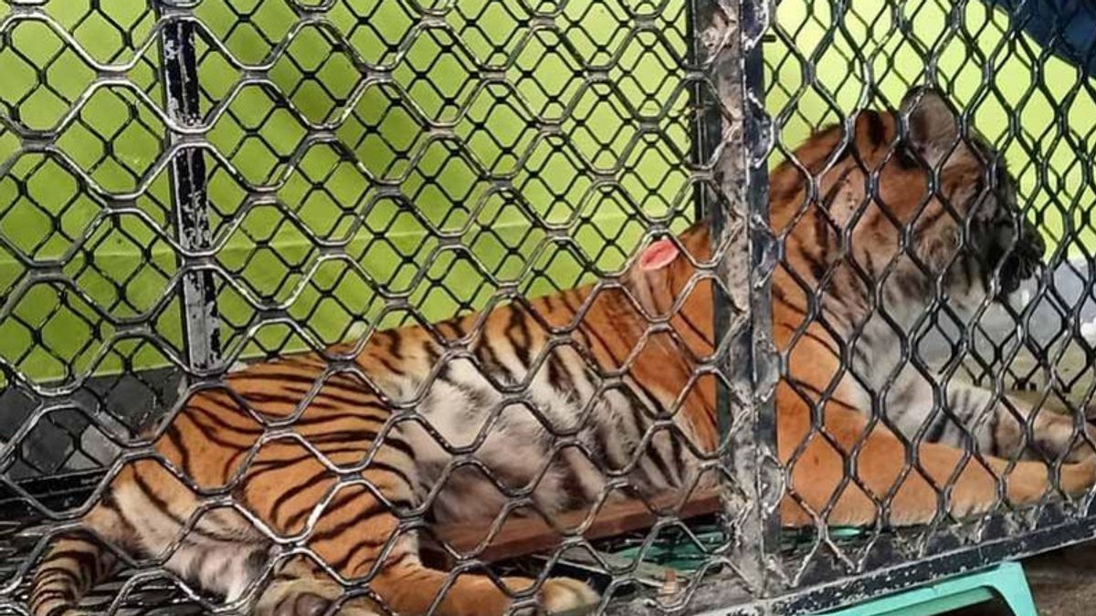 The Condition Of Tigers That Attack Residents In South Aceh Gradually Improves