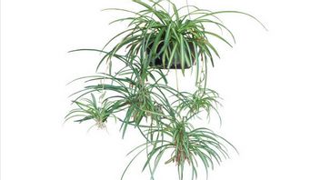 نباتات فريدة من نوعها بدون وسائط زراعة ، تعرف على 5 طرق للعناية بتيلاندسيا