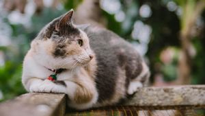 Pria Spanyol Kuliti Kucing dan Bunuh Bocah 14 Tahun Pakai Katana 