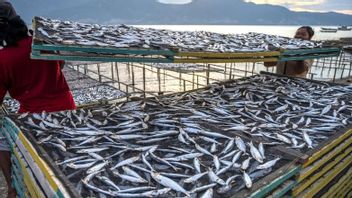 BKIPM: المنتجات السمكية الإندونيسية التي تلقاها 171 دولة في العالم