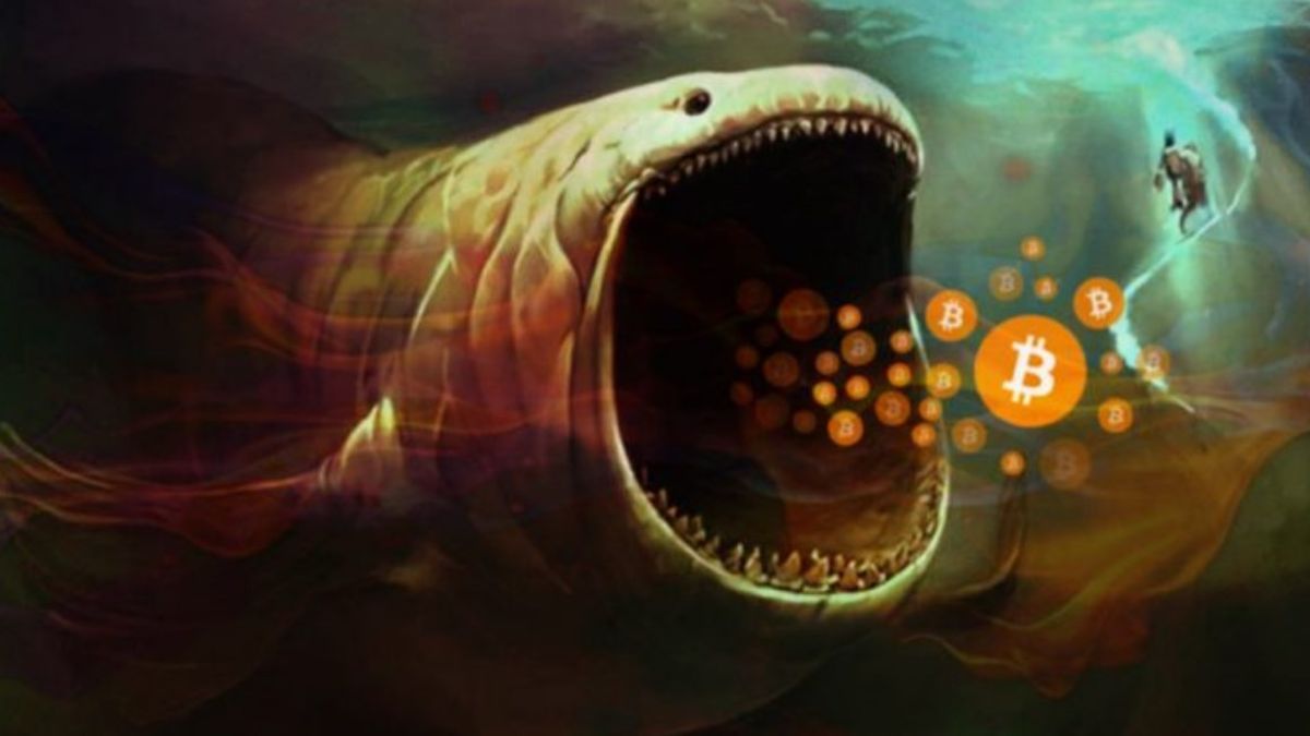Ngeri-ngeri Sedap! 3 <i>Whale</i> Bitcoin Ini Borong 5.300-an Lebih BTC di Saat Harganya Terjun 