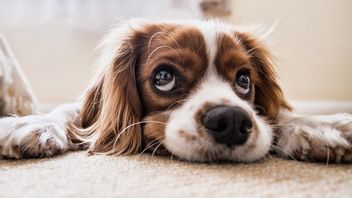 Ayant Des Relations Sexuelles Avec Un Chien, Cette Femme Dépravée N’est Punie Que D’une Amende