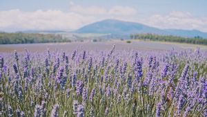 Mengenal 5 Jenis Bunga Lavender, Pernah Lihat yang Mana?