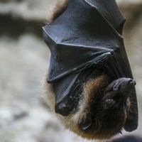 Fakta Virus Nipah yang Perlu Diketahui Beserta Pencegahannya