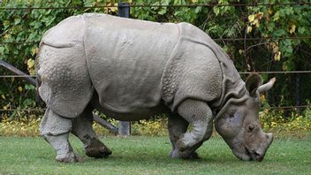 インドネシアがジャワサイを保護することに成功した唯一の国になったとき、秘密は何ですか?