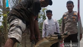 Mukomuko Bengkulu的居民在井中发现了鳄鱼
