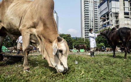 Pemprov DKI Periksa Ribuan Hewan Kurban Masuk Jakarta Jelang Iduladha 