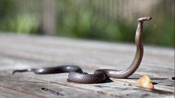 Plants That Invite Snakes To Home, Check Your Yard After Knowing The Types