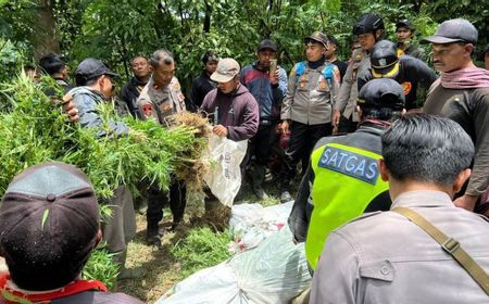 Polres Lumajang Temukan Ratusan Tanaman Ganja di Lereng Semeru