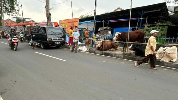 歩道は犠牲の動物商人に取られ、ジャクプス市長の命令は無視された