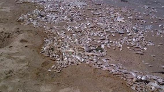  Ribuan Ton Ikan Mati di Pantai Jepang Utara