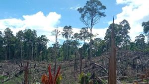 Kemenhut Serahkan 3 Perambah Hutan Bentang Seblat ke Kejaksaan