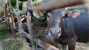 Distribution Of Sacrificial Meat For Non-Muslims Allowed, As Long As It Meets These Criteria