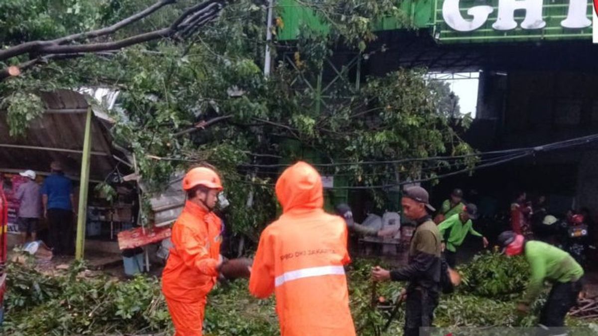2 Tewas Akibat Pohon Tumbang, DKI Putuskan Tebang Semua Pohon Tua!