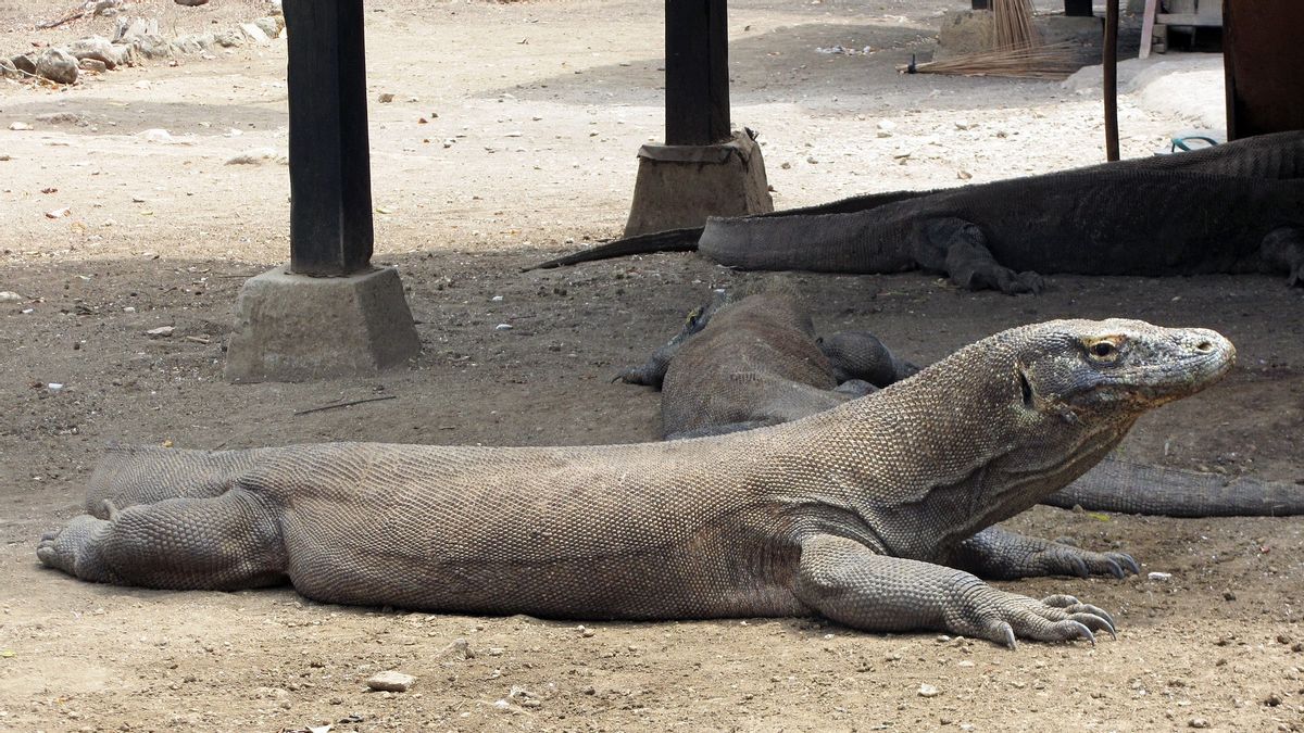 Demande De L’Unesco Pour L’île De Komodo, Walhi : Le Document Est Un Avertissement Au Gouvernement