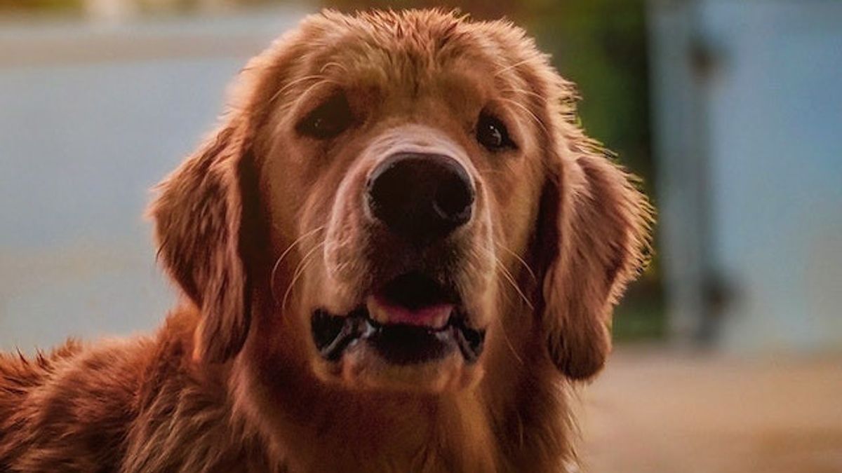 Peneliti Ungkap Anjing Akan Menangis Haru saat Bertemu Kembali dengan Manusia yang Dia Kenal