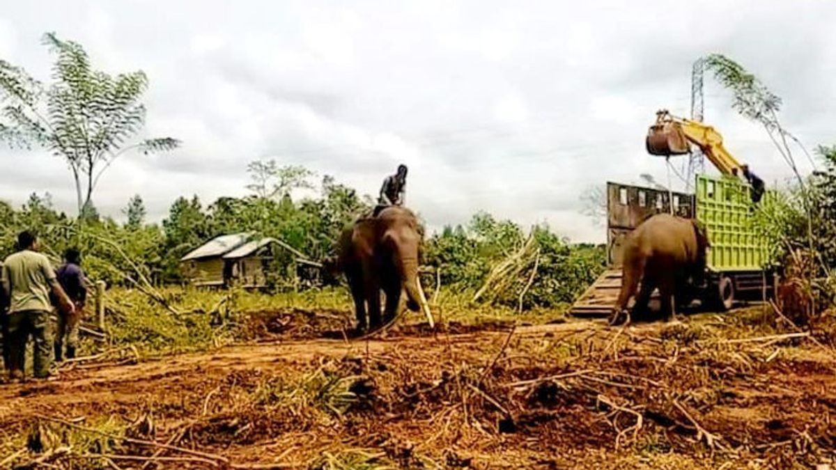 Wabup Fadhlullah TM Daud: Konflik Gajah dan Manusia di Pidie Tertinggi di Provinsi Aceh