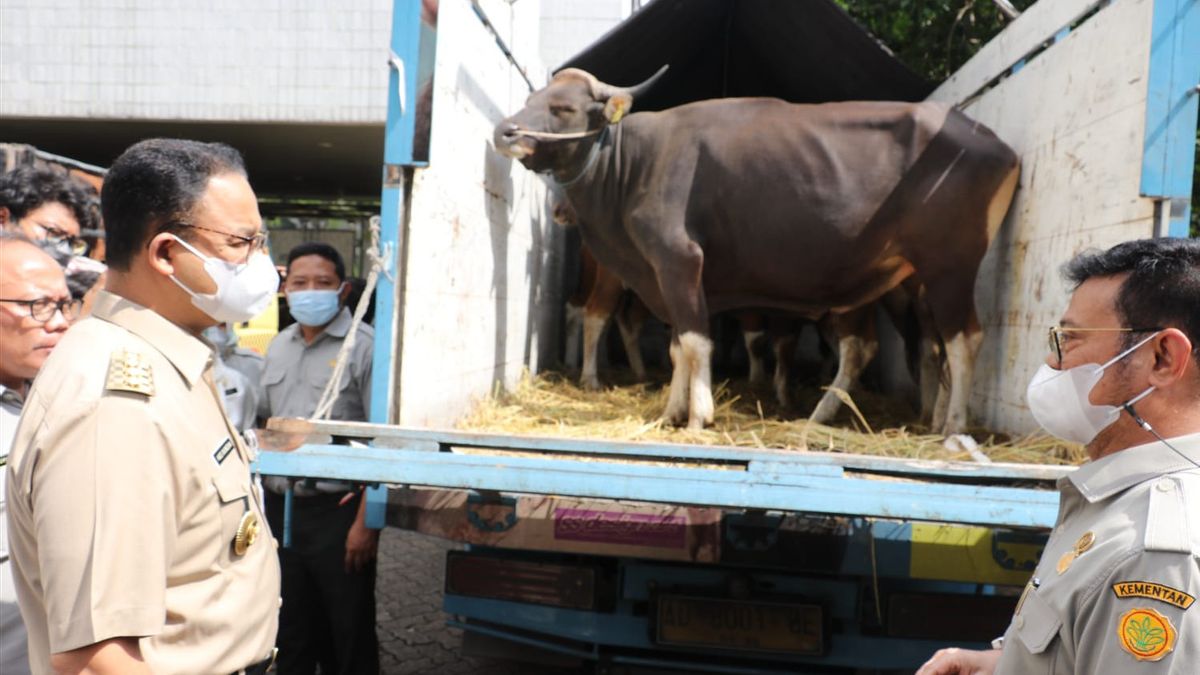 47 Thousand Sacrificial Animals Enter Jakarta, Anies Ensures Safe From PMK