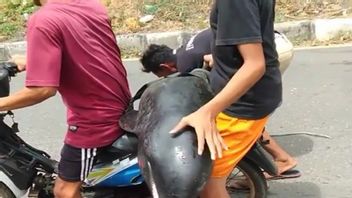 比马居民带着一头甜瓜头鲸骑摩托车的病毒视频， Bpspl 登巴萨进行搜索