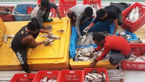 Produksi ikan di Pelabuhan Sungailiat pada Agustus Melebihi target