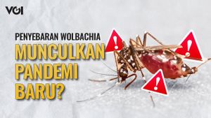 VIDEO: Program Penyebaran Telur Nyamuk Wolbachia di Bali Tertunda karena Keresahan Masyarakat
