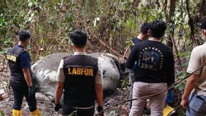 Kemenhut Selidiki Kematian Gajah Tanpa Kepala di Area Perusahaan di Riau