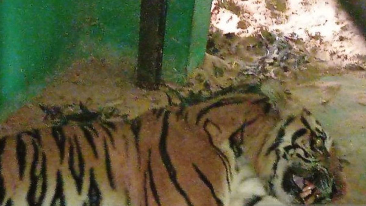 Miris! Harimau Sumatera yang Kena Perangkap BKSDA Kaki Luka dan Badannya Kurus