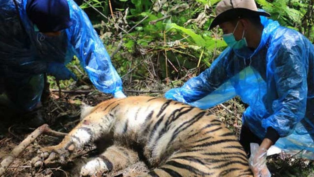Tiga Harimau Sumatra Mati, Masyarakat Aceh Selatan Hidup Berdampingan dengan Harimau