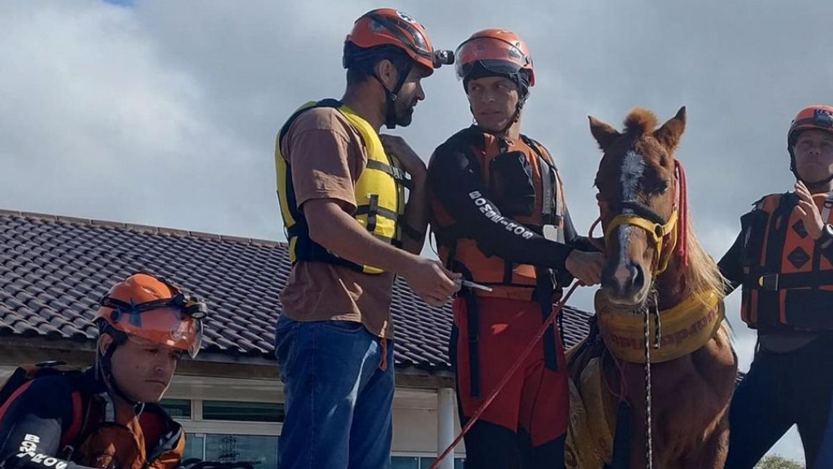 Le cheval caramelo survivant sur le toit des inondations au Brésil a attiré l'attention mondiale