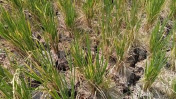 巴别塔 做 100 公顷的稻田的庞帕尼西化,这 可受作物歉收的威胁