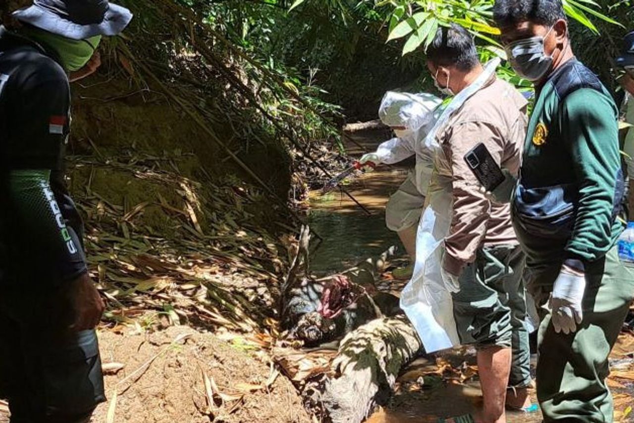 ボガニ国立公園の9匹の野生生物が謎の死にます