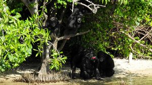Ilmuwan Temukan Simpanse Gunakan Taktik Peperangan Mirip Manusia: Lakukan Patroli dan Pengintaian