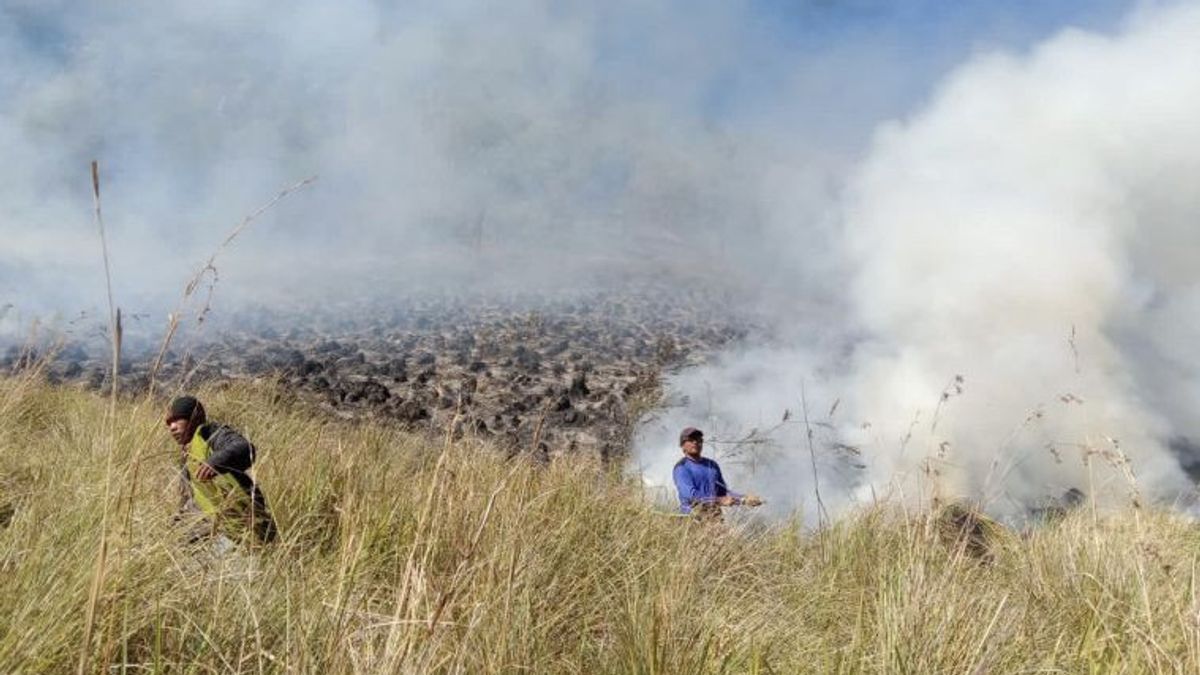 BPBD Probolinggo Deploys Dozens Of Personnel To Put Out The Bukit Teletubbies Bromo Fire Because Of The Prewedding Flare