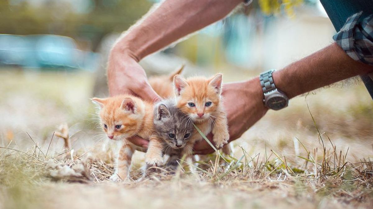 Grand-père de 63 ans à Semarang, Pasteur de viande au chat, arrêté, raison de la maladie